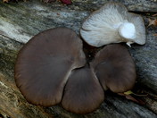 Pleurotus ostreatus