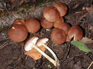 Pluteus romellii