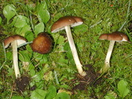 Pluteus romellii