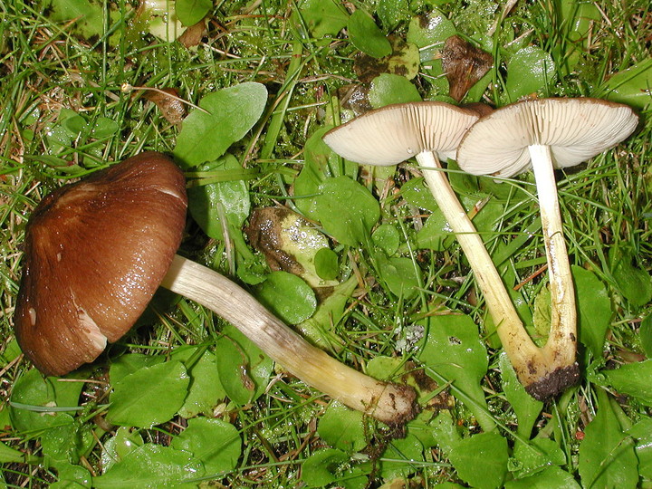 Pluteus romellii