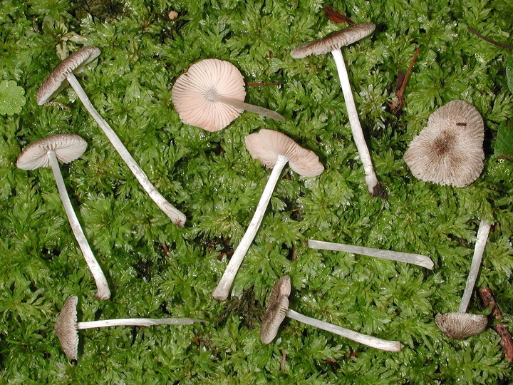 Pluteus hispidulus