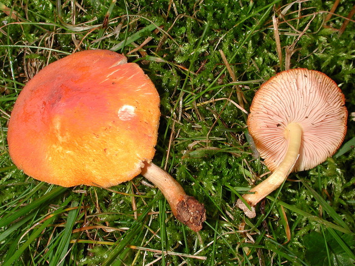 Pluteus aurantiorugosus