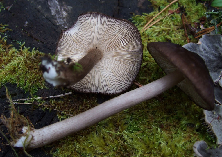 Pluteus tricuspidatus