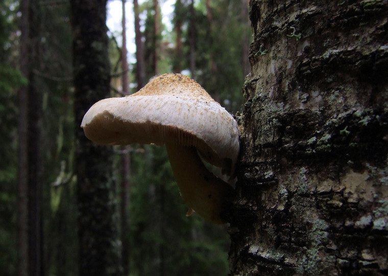 Pluteus petasatus