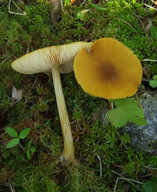 Pluteus leoninus