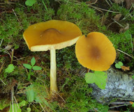 Pluteus leoninus