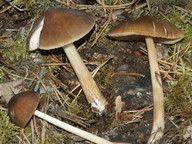 Pluteus chrysophaeus