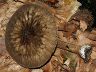 Pluteus umbrosus