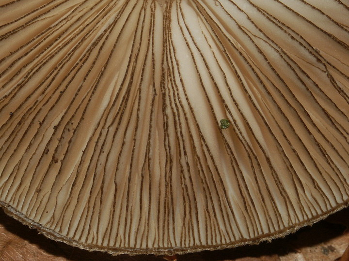 Pluteus umbrosus