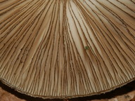 Pluteus umbrosus