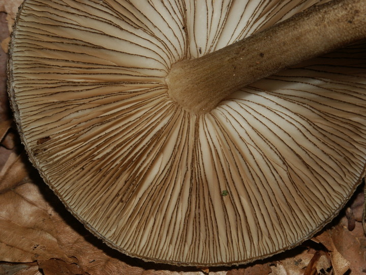 Pluteus umbrosus