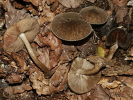 Pluteus umbrosus