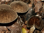 Pluteus umbrosus