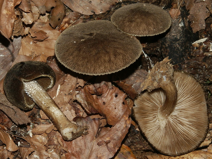 Pluteus umbrosus