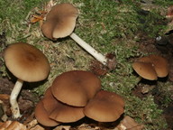 Pluteus chrysophaeus