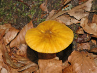 Pluteus leoninus