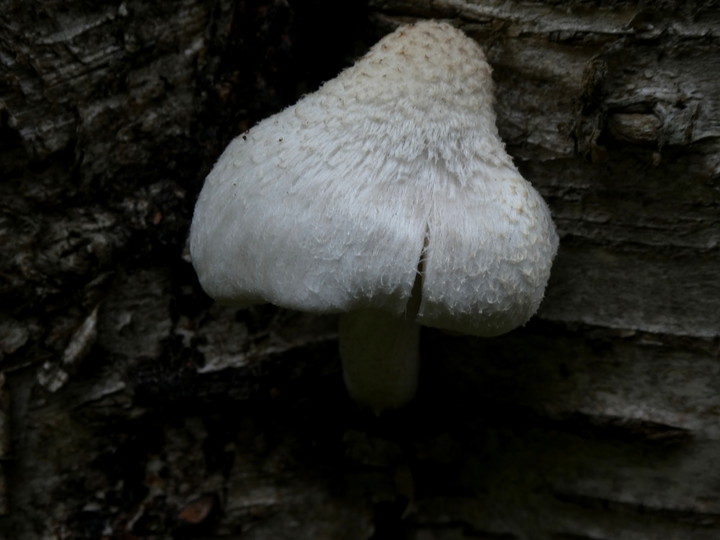 Pluteus petasatus