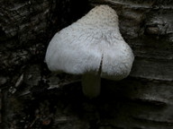 Pluteus petasatus