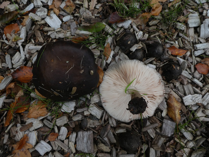 Pluteus cervinus