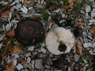 Pluteus cervinus