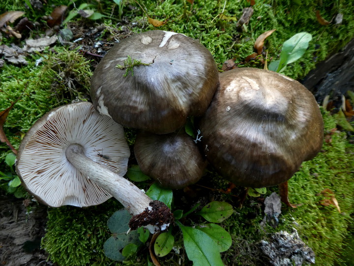 Pluteus cervinus