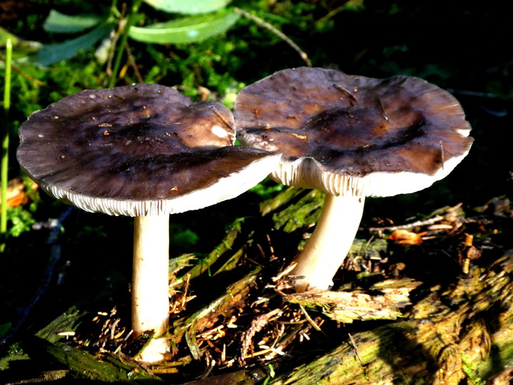 Pluteus cervinus