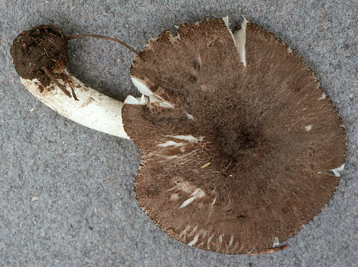 Pluteus ephebeus