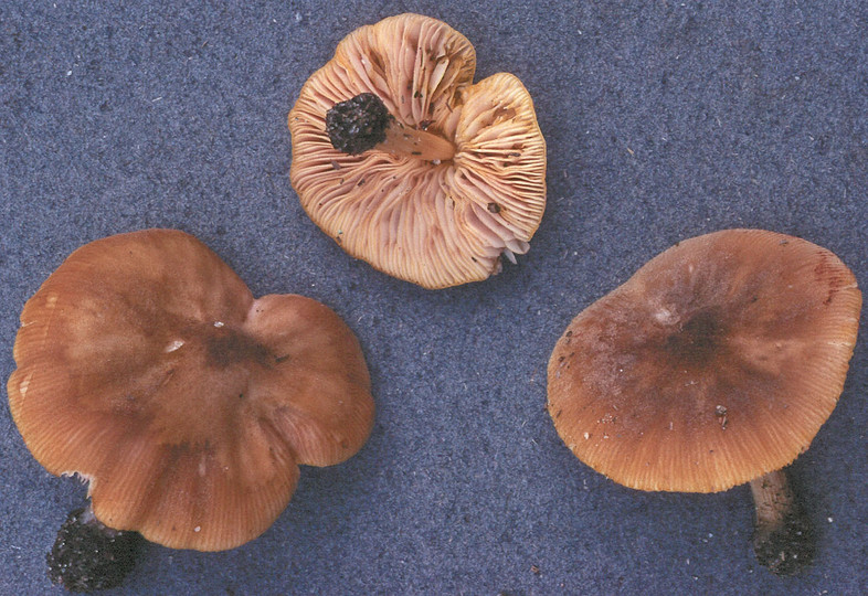 Pluteus leoninus