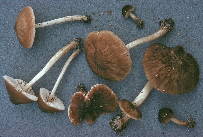 Pluteus plautus