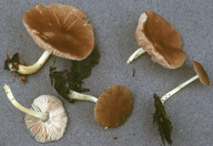 Pluteus romellii