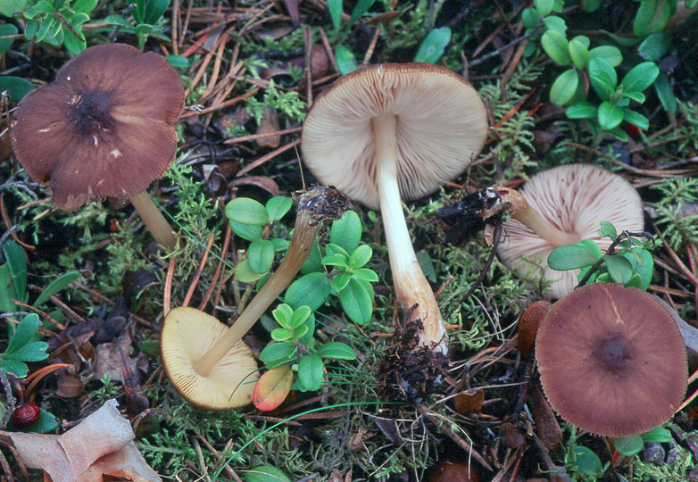 Pluteus chrysophaeus