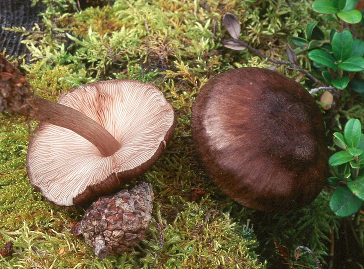 Pluteus tricuspidatus