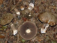 Porphyrellus porphyrosporus