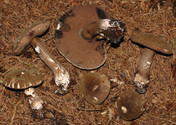 Porphyrellus porphyrosporus