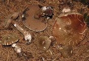 Porphyrellus porphyrosporus