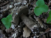 Porphyrellus porphyrosporus