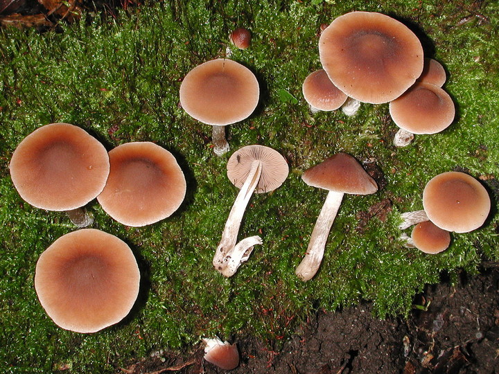 Psathyrella olympiana