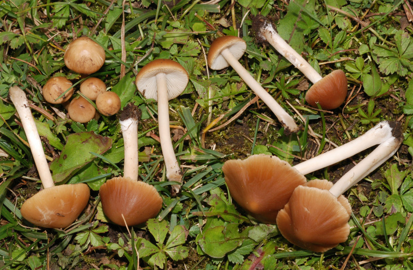 Psathyrella spadiceogrisea