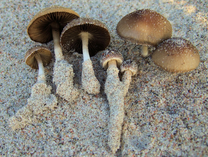 Psathyrella ammophila