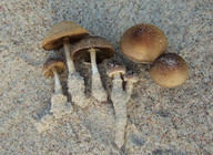 Psathyrella ammophila