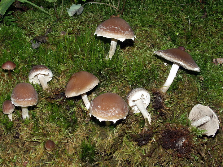 Psathyrella rostellata