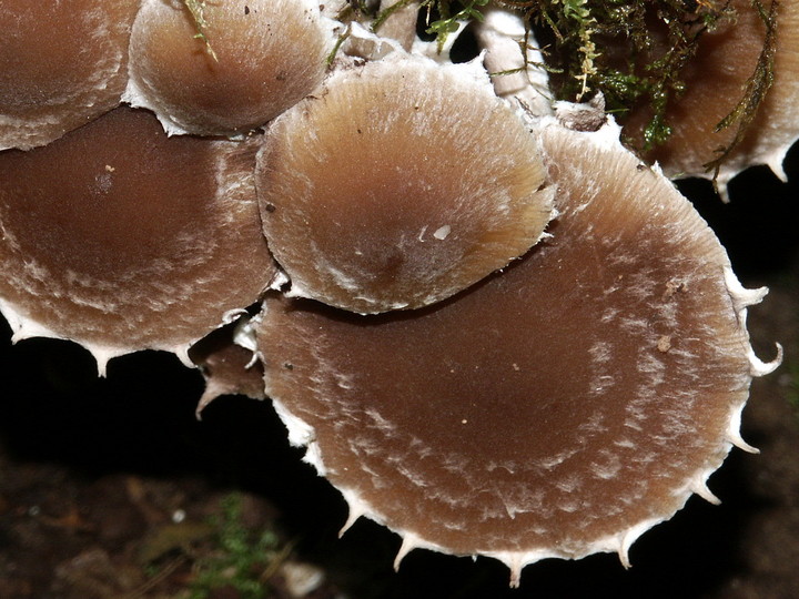 Psathyrella rostellata