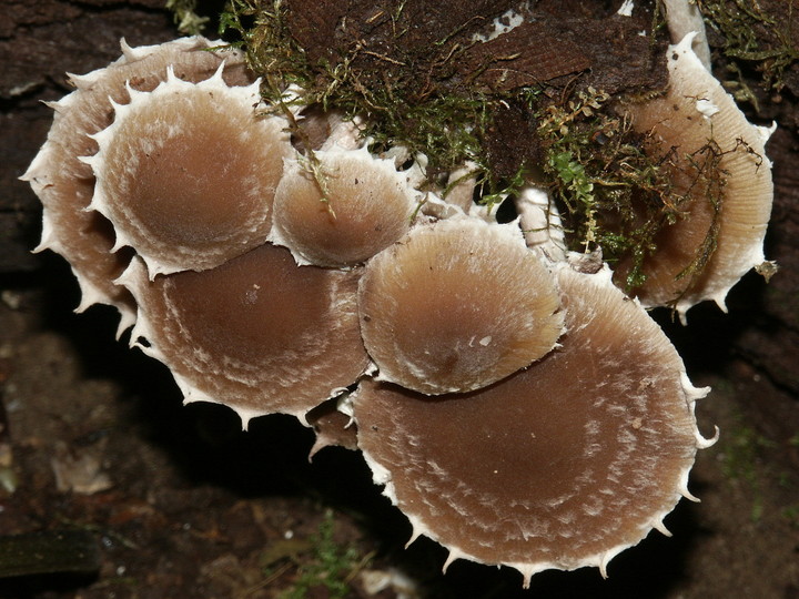 Psathyrella rostellata