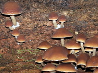 Psathyrella piluliformis