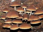 Psathyrella piluliformis