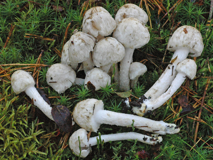 Psathyrella cotonea