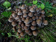 Psathyrella multipedata