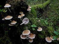 Psathyrella candolleana