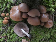 Psathyrella spadicea