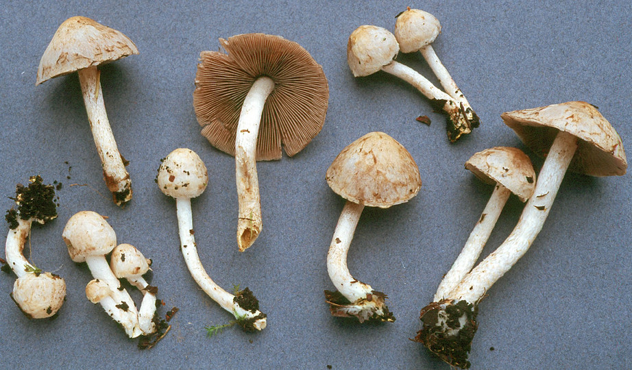 Psathyrella cotonea